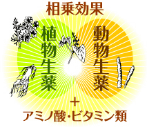 薬酒ならではの生薬の相乗効果