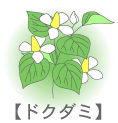 どくだみ